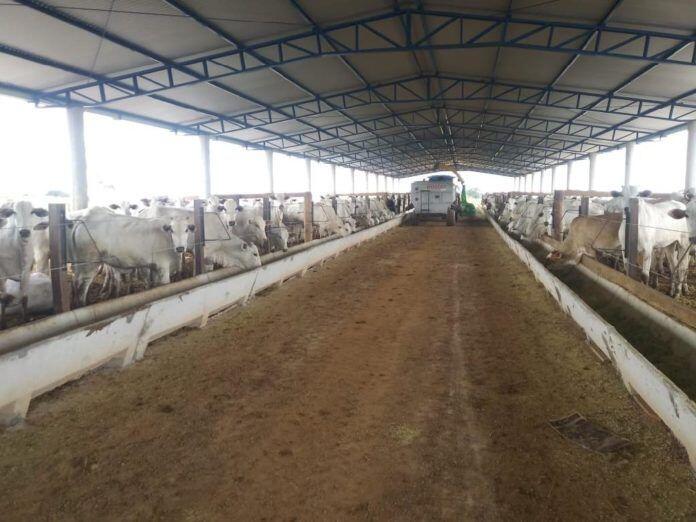 Projeto de confinamento de bovinos da Empaer atrai produtores que desejam investir na tecnologia 1