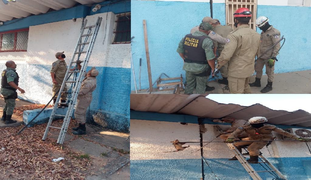Batalhão Ambiental e Corpo de Bombeiros resgatam gambá preso entre paredes de escola 2020 08 21 15:38:53