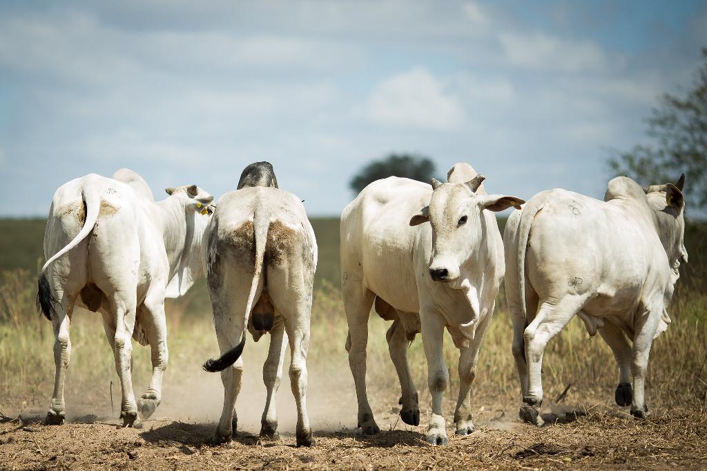 Exportações de carne bovina de Mato Grosso batem recorde histórico 2020 08 13 16:39:00