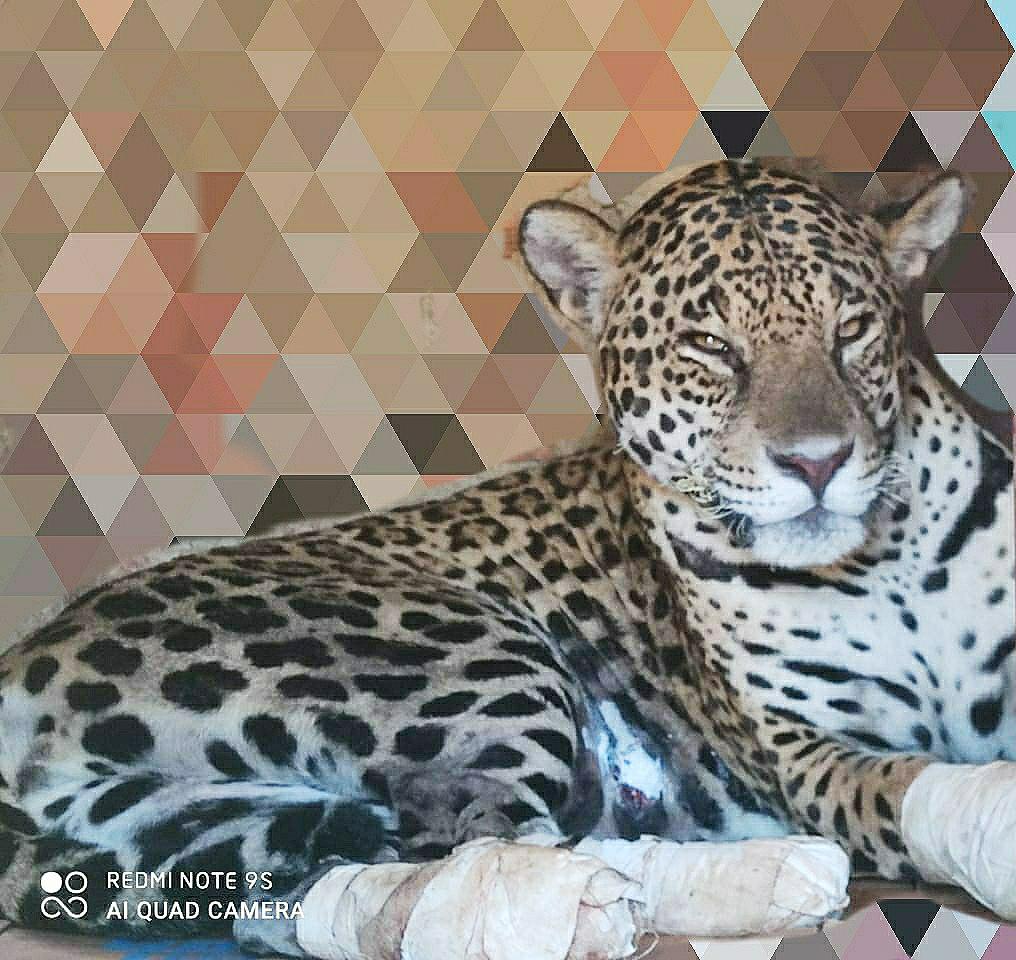 Apesar da semelhança com o leopardo (Panthera pardus), a onça-pintada é evolutivamente mais próxima do leão (Panthera leo). Ocorre desde o sul dos Estados Unidos até o norte da Argentina, mas está extinta em diversas partes dessa região atualmente.