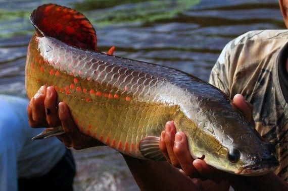 O pirarucu (nome científico: Arapaima gigas) é um dos maiores peixes de águas doces fluviais e lacustres do Brasil. Pode atingir três metros e vinte centímetros e seu peso pode ir até 330 kg