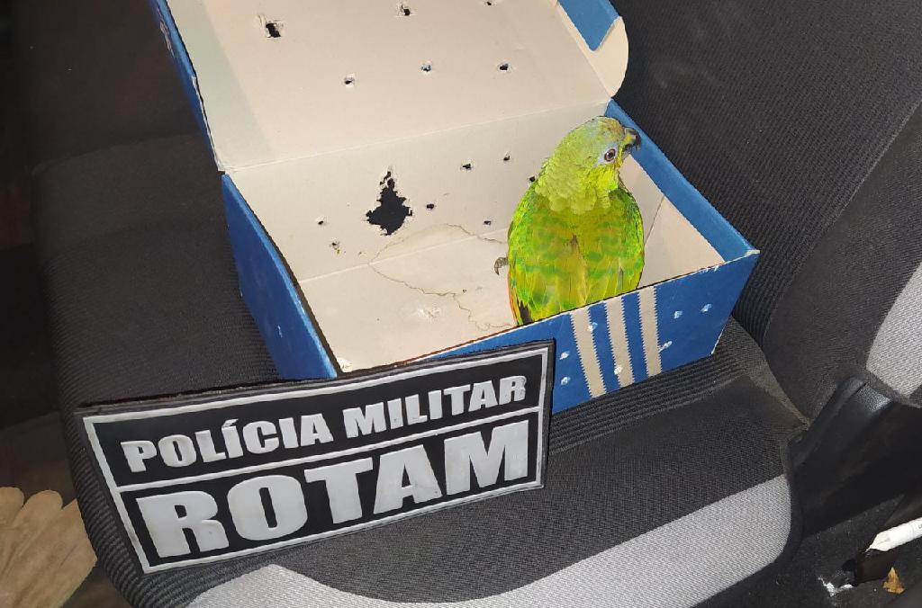 Rotam prende suspeito com revólver e animais silvestres no São Simão 2020 08 30 12:27:35