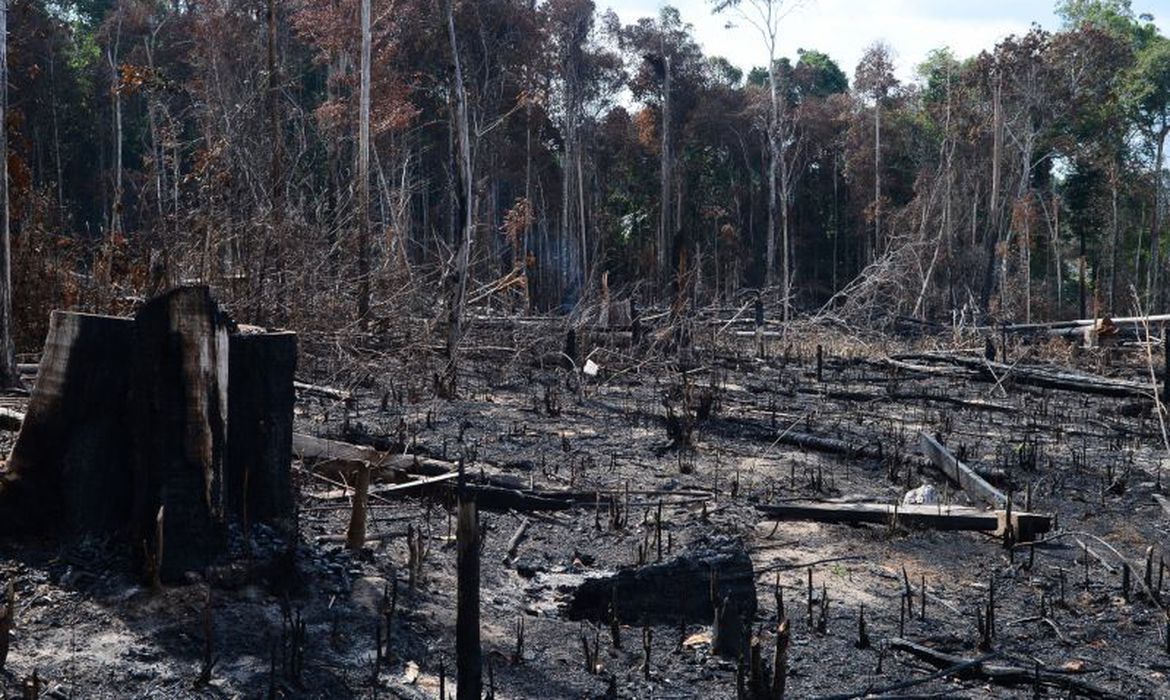 AGU obtém bloqueio de R 570 milhões de desmatadores da Amazônia