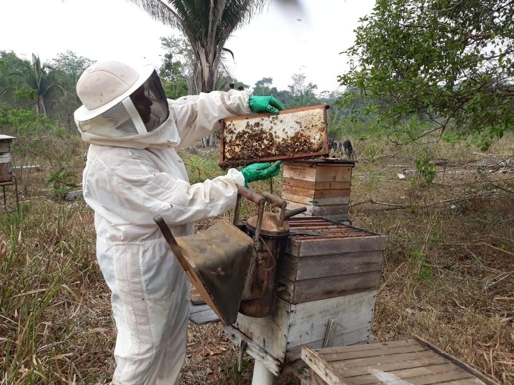Associação de Apicultores incentiva a produção de mel em Colniza2020 09 18 21:08:15