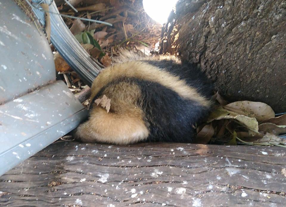 Batalhão Ambiental resgata tamanduá mirim em Várzea Grande 2020 09 02 16:48:17