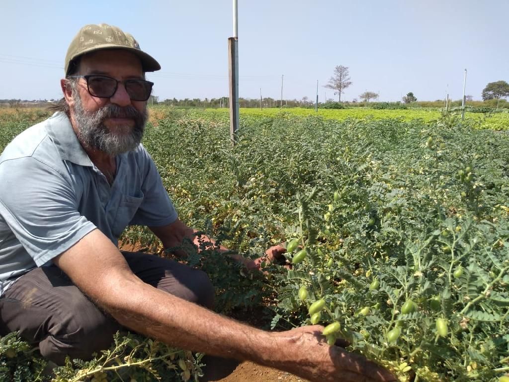 Cultivo de grão de bico é testado no sistema orgânico por agricultores familiares 2020 09 04 19:41:07