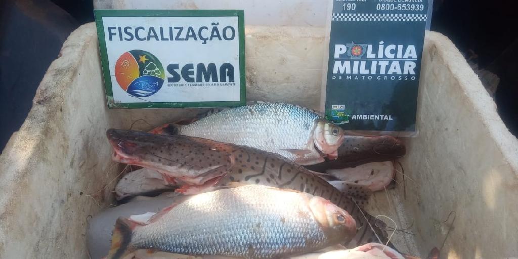 Fiscais da Sema apreendem 26 5 kg de pescado em Canarana2020 09 17 22:44:11