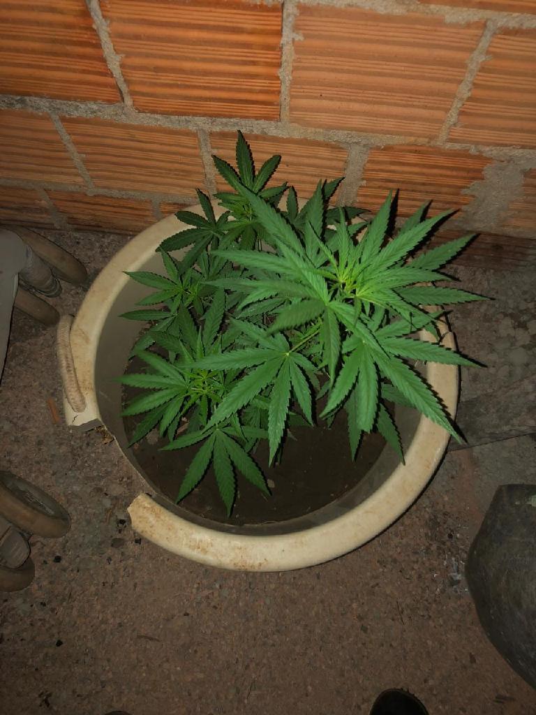 Força Tática prende suspeito por cultivo de maconha em Rosário Oeste 2020 10 11 13:46:33