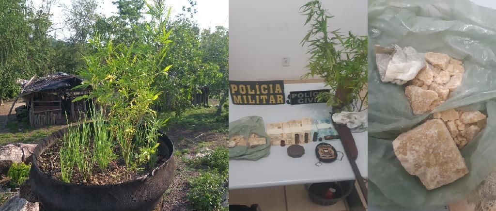 PM e PJC encontram pé de maconha plantado junto a cheiro verde em Santa Terezinha 2020 10 27 13:34:52
