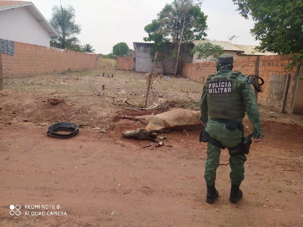 PM encontra burro agonizando e suspeito é preso por maus tratos aos animais 2020 10 15 18:48:56