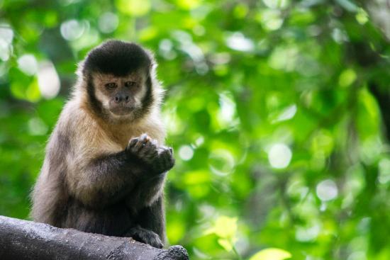 Macaco-prego um gênero de primatas da América do Sul que inclui as espécies de macaco-prego, também chamados micos-de-topete.