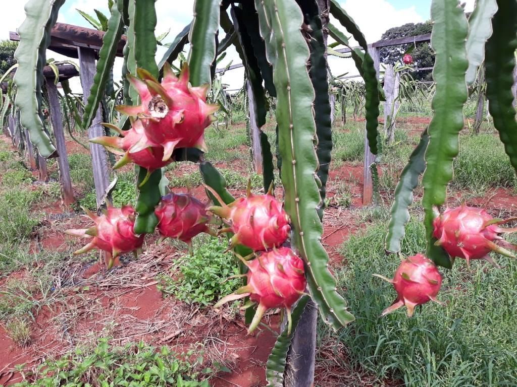 Colheita da pitaya inicia e Empaer destaca fruto como alternativa econômica para agricultura familiar2020 11 24 11:37:54
