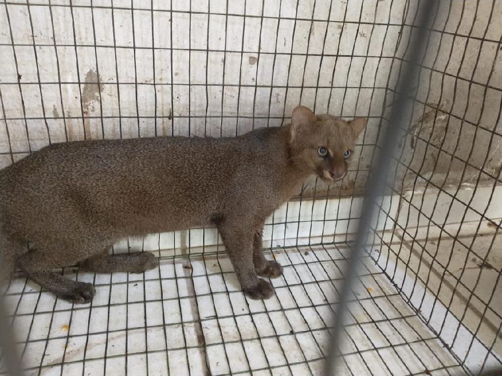 Gato mourisco animal ameaçado de extinção é capturado em Várzea Grande é solto na natureza2020 11 03 23:30:11