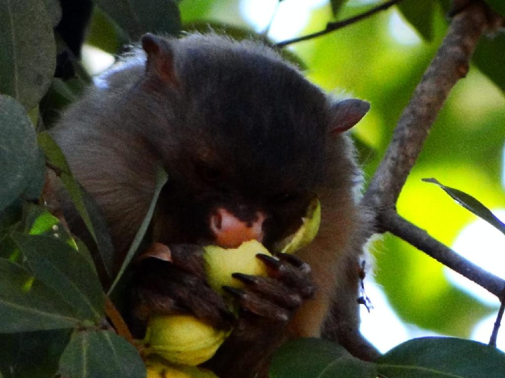 Herpes transmitida por humanos causou a morte de 16 macacos no Mãe Bonifácia2020 11 26 16:47:53