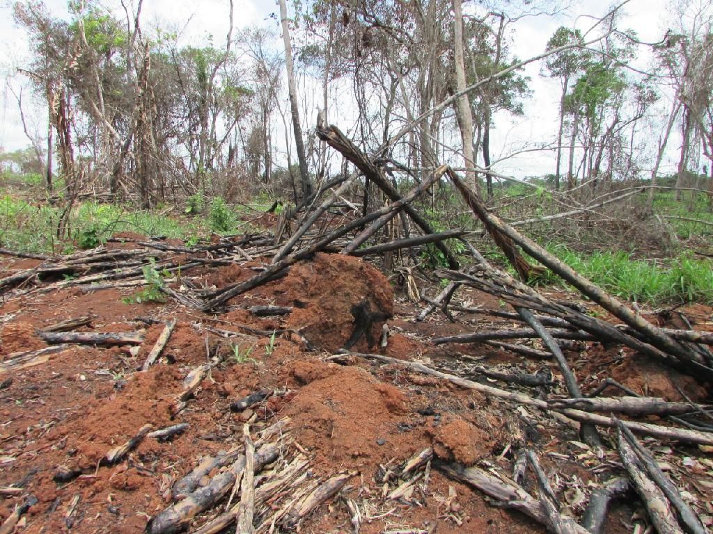 Operação Abafa fiscaliza 17 propriedades e aplica R 4 2 milhões em multas na Região Amazônica2020 11 23 12:54:22