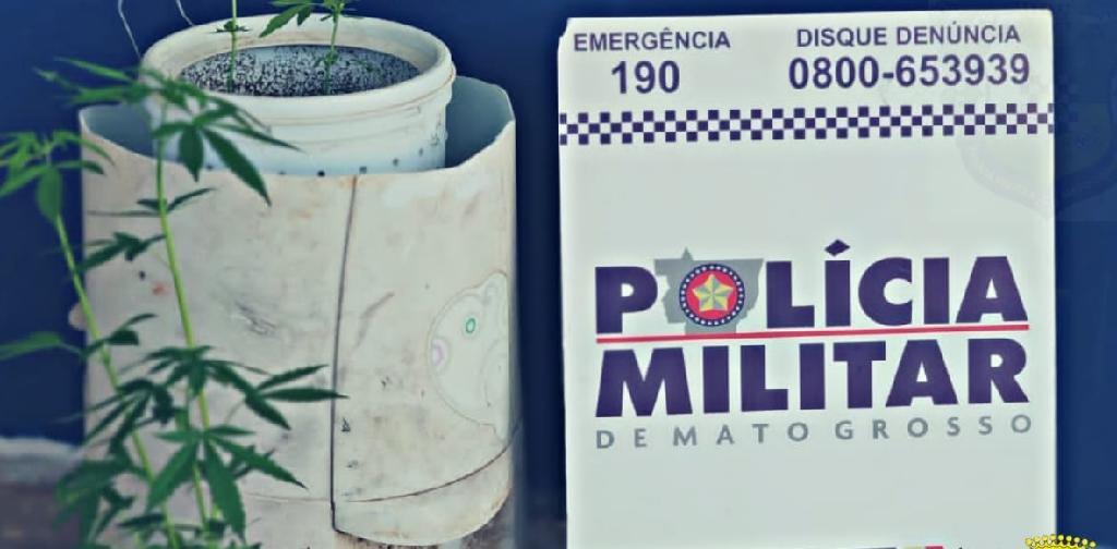 Policiais encontram mudas de maconha em quintal de casa e dupla %C3%A9 detida 2020 11 06 10:13:05