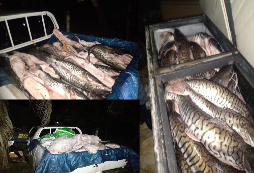 Batalhão Ambiental apreende 450 quilos de pescado em Rondonópolis 2021 01 04 18:10:38