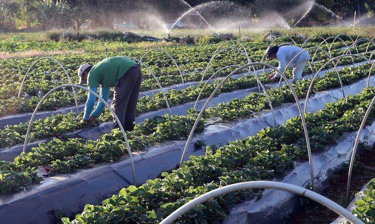 Mais de 31 mil agricultores familiares receberam apoio em 2020 2021 01 27 21:12:15