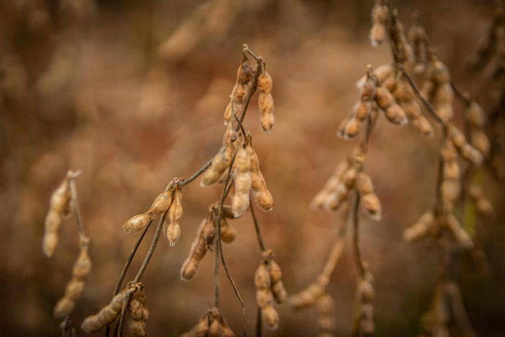 Mato Grosso impulsiona recorde agropecuário brasileiro2021 01 26 09:55:33