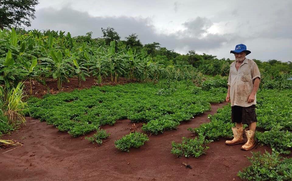 Produtor de Nortelândia aumenta a produtividade de banana com cultivares recomendadas pela Empaer2021 01 22 17:11:51