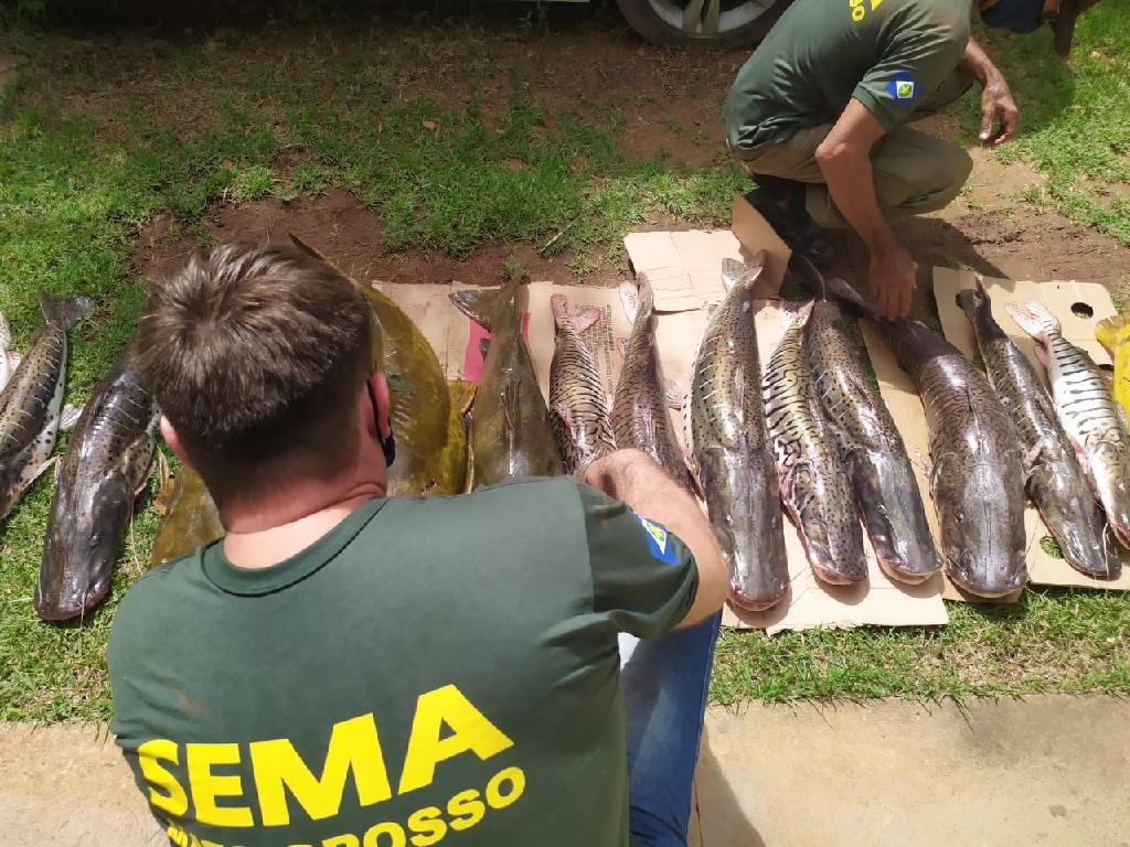 Sema apreende 150 kg de pescado ilegal em Várzea Grande2021 01 28 12:38:24