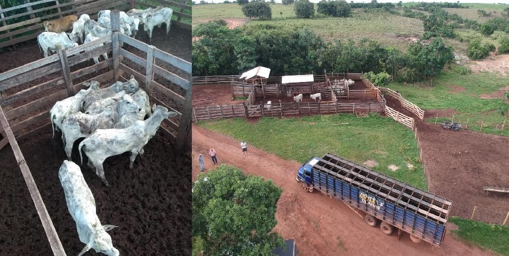 Trabalho em conjunto recupera 34 cabe%C3%A7as de gado furtadas de fazenda em Barra do Gar%C3%A7as 2021 01 29 21:42:00