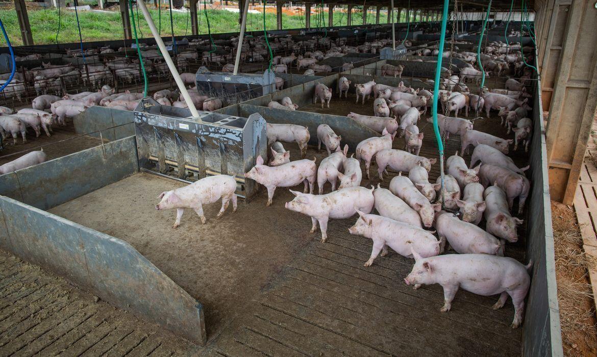 Abate de suínos e frangos cresceu no quarto trimestre de 2020