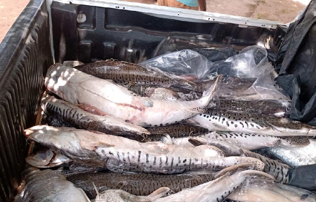 Semana do pescado
