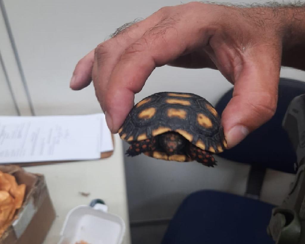 Batalhão Ambiental resgata filhote de jabuti encontrado em correspondência 2021 02 05 17:59:53