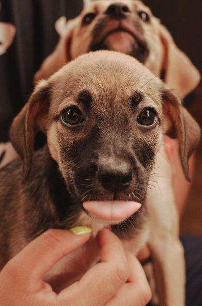 Está procurando companhia Diretoria de Bem estar Animal disponibiliza 10 cachorrinhos para adoção responsável 2021 02 15 10:02:41