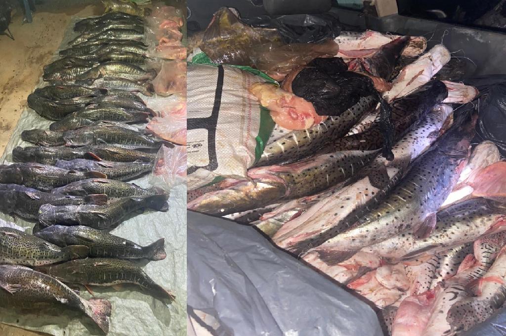 PM apreende 500 quilos de pescado irregular e encaminha trio à delegacia em Barra do Bugres 2021 02 05 17:58:55
