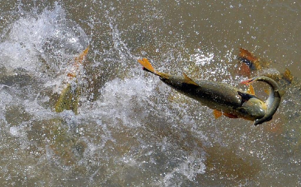 Período da piracema segue estudo que monitora peixes há 16 anos em Mato Grosso2021 02 04 18:26:59