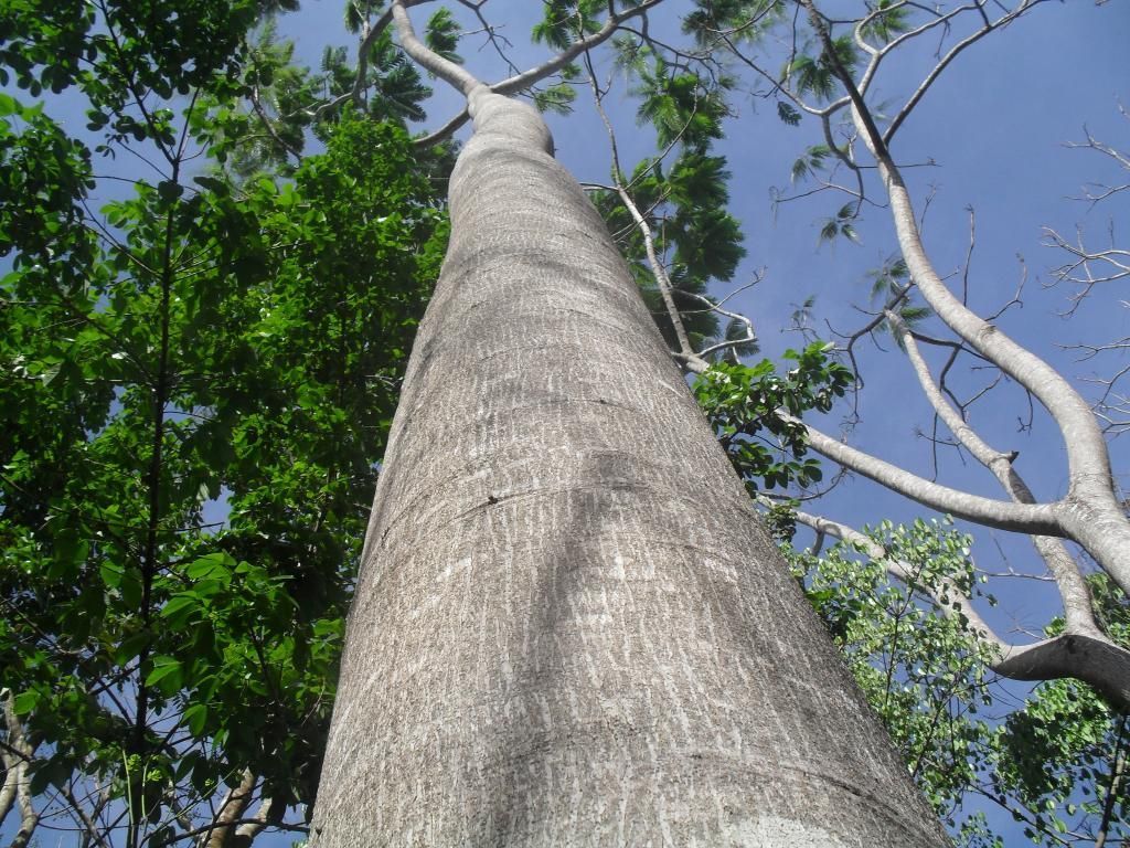 Pesquisa da Empaer revela cinco espécies mais indicadas para reflorestamento e produção de madeira em MT2021 02 25 13:07:38