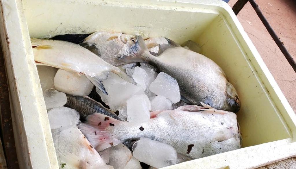 Sema apreende 450 kg de pescado irregular nas proximidades do Parque do Cristalino2021 02 18 18:26:26