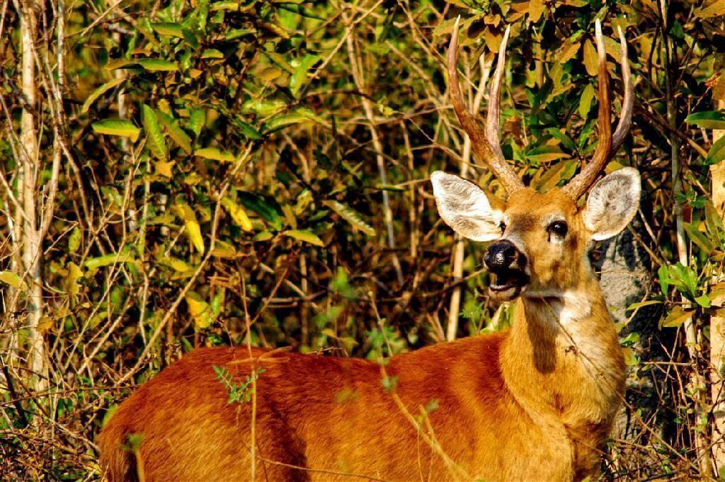 Sema e Ação Verde firmam Acordo de Cooperação para proteger e conservar fauna2021 02 16 18:20:38