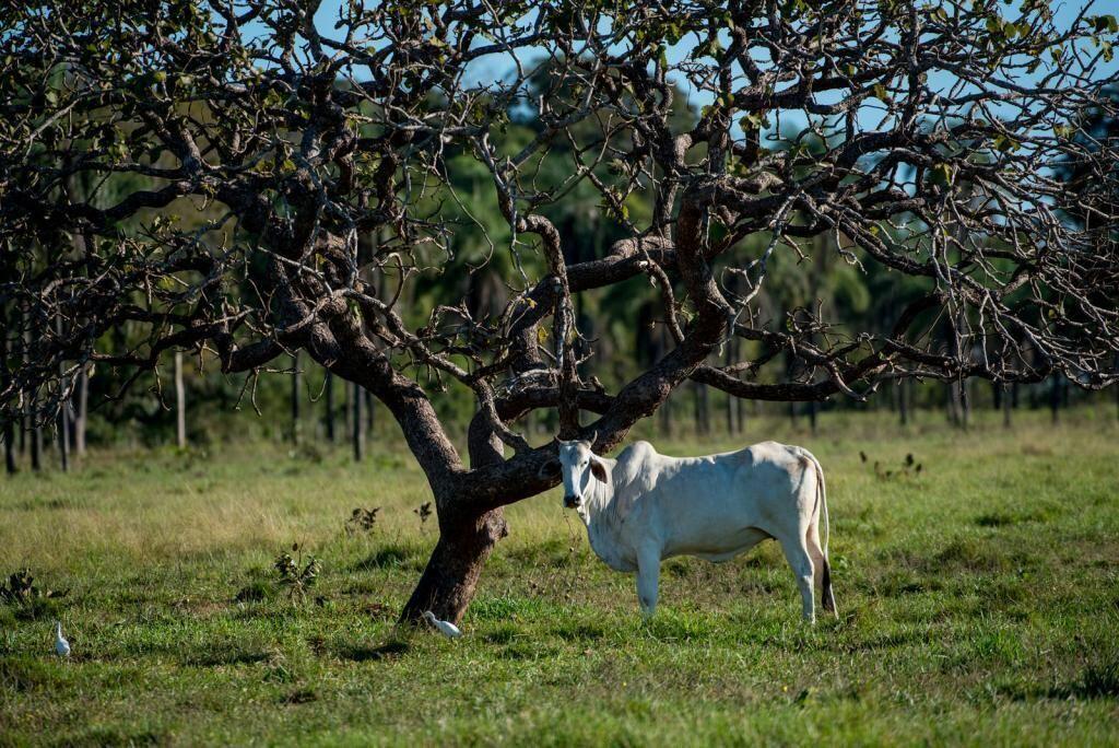 Sema emite primeira autorização de limpeza em área do Pantanal2021 02 17 17:03:22