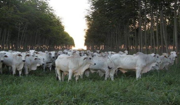 Mato Grosso do Sul: Além de 1º na adoção do ILPF MS possui 3ª maior área com Agricultura de Baixo Carbono 2021 03 19 22:28:54