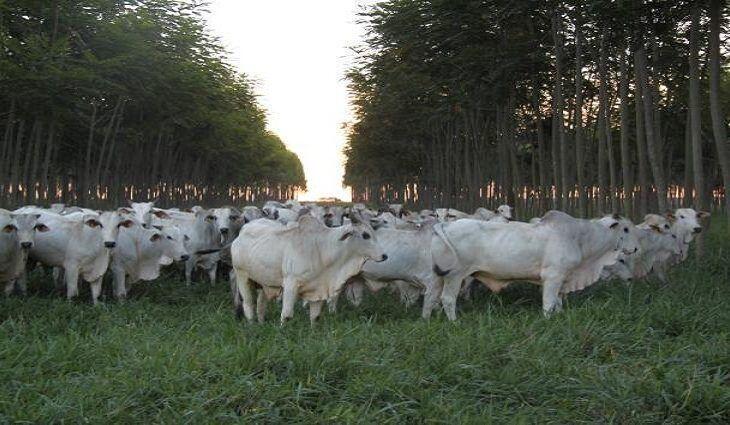 Mato Grosso do Sul: Termina no dia 30 prazo para o envio de trabalhos ao 2º Congresso Mundial ILPF 2021 03 12 08:19:44