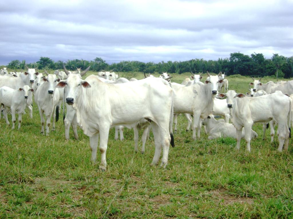 Noroeste de Mato Grosso tem parecer favorável para zona livre de febre aftosa sem vacinação2021 03 18 12:04:19