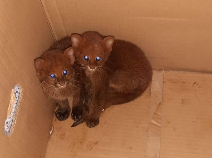 Sema de Tangará da Serra recebe filhotes de gato mourisco resgatados em propriedade rural2021 03 03 10:31:16