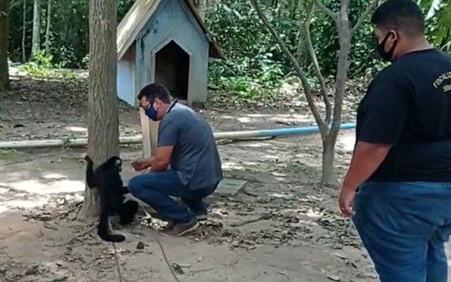 (Vídeo) Em extinção, macaco-aranha que estava preso a correntes há mais de 20 anos é resgatado em Sorriso 2 macaco aranha 2