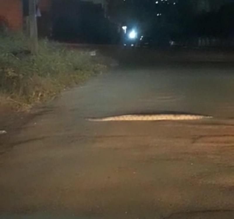 Cobra de mais de 2 metros é filmada passeando na rua