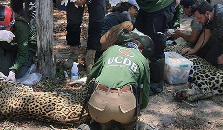 Mato Grosso do Sul: Governo institui grupo técnico para coordenar ações de resgate de animais silvestres 2021 04 18 10:36:47