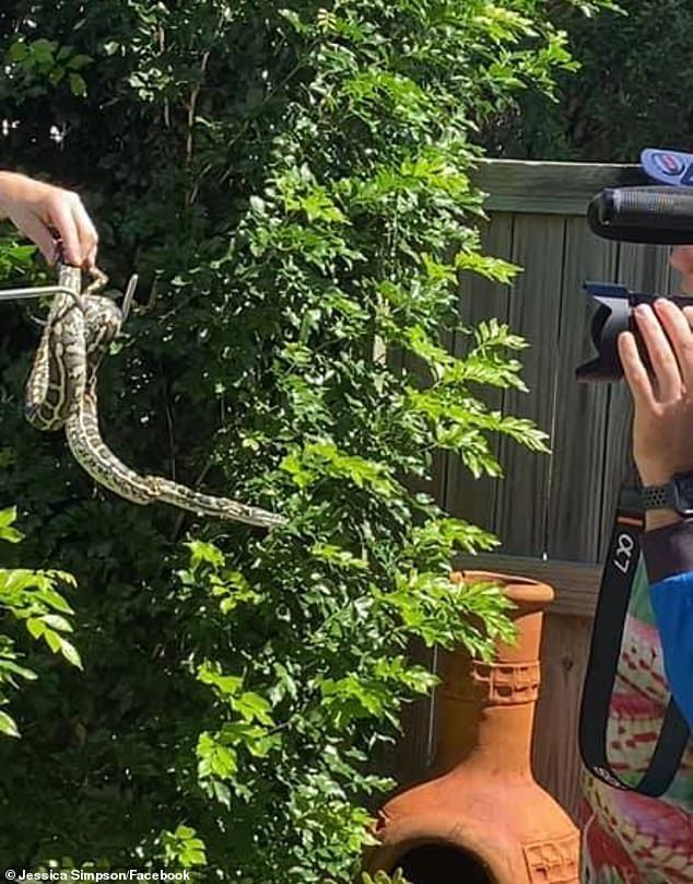 Cobra estava no quintal de uma casa na Austrália