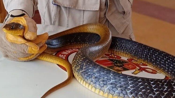 cobra serpente jararacucu papo amarelo