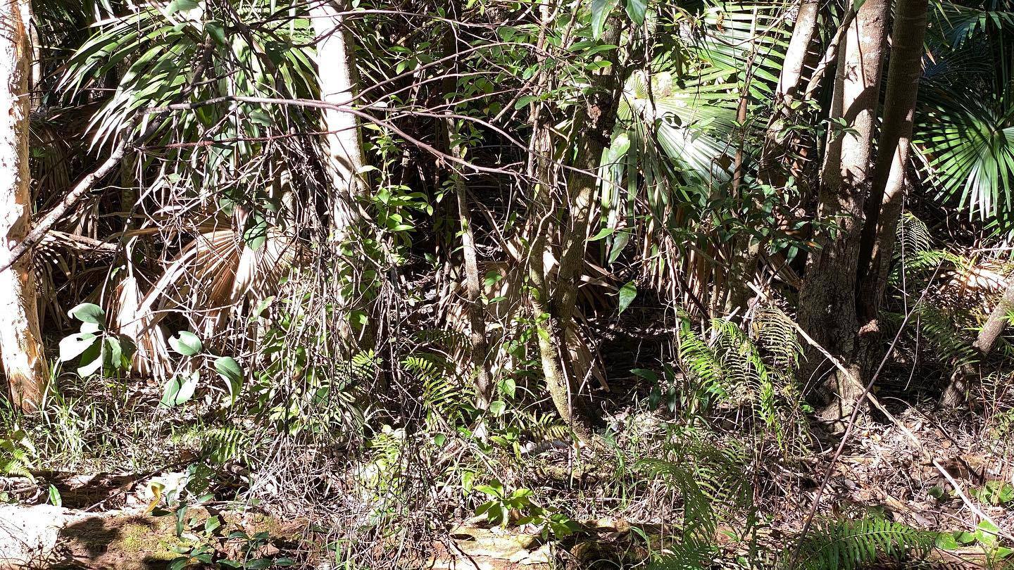 encontre a cobra na foto