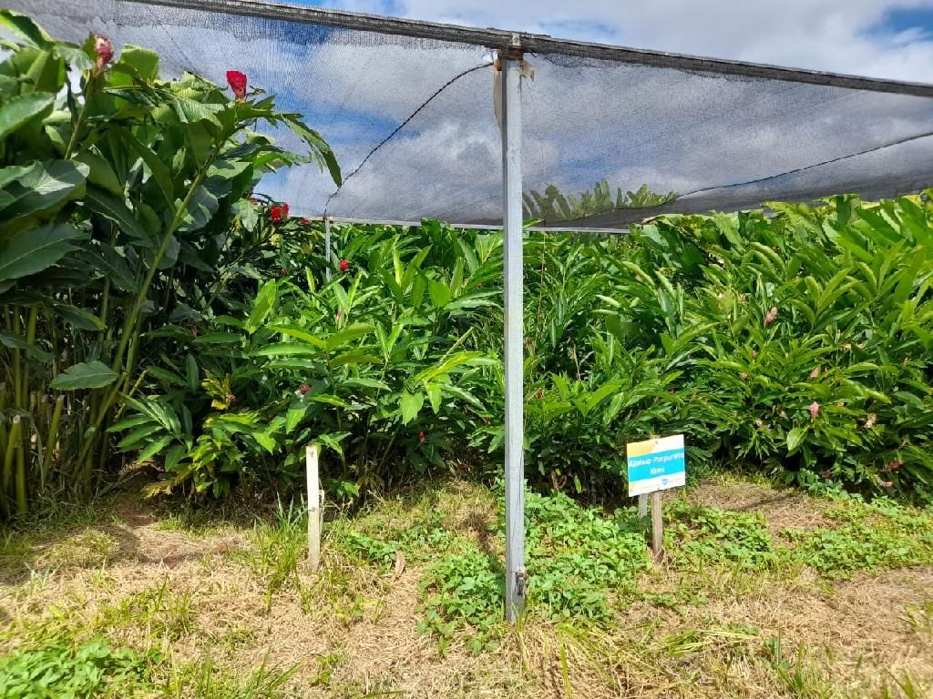 cultivo de flores e uma opcao de diversificacao da producao agricola em mato grosso