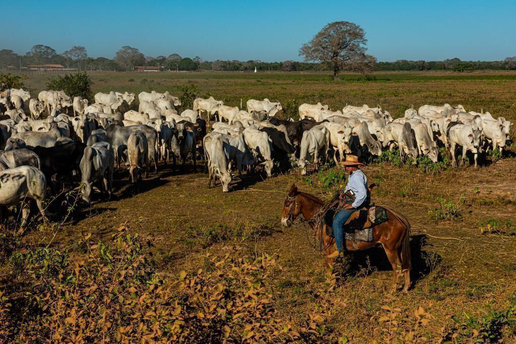 guias de transito animal de mato grosso agora possuem qr code e aplicativo para celular