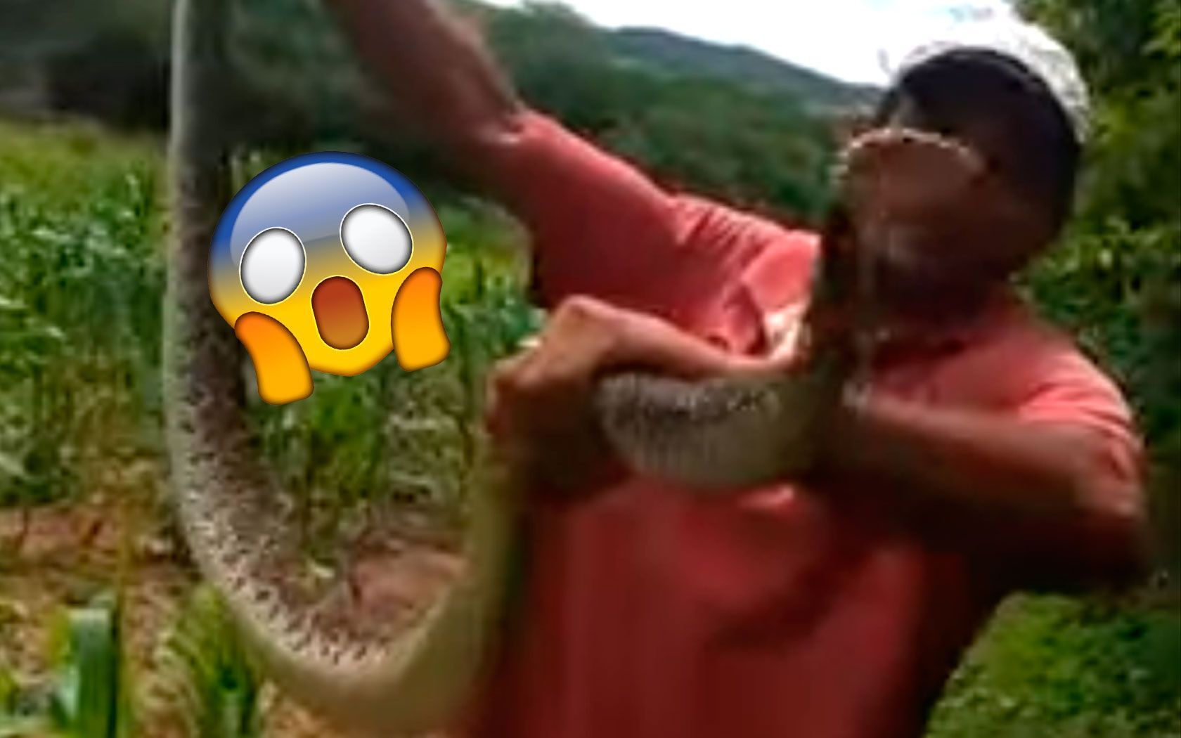 homem segurando cobra cascavel no milharal