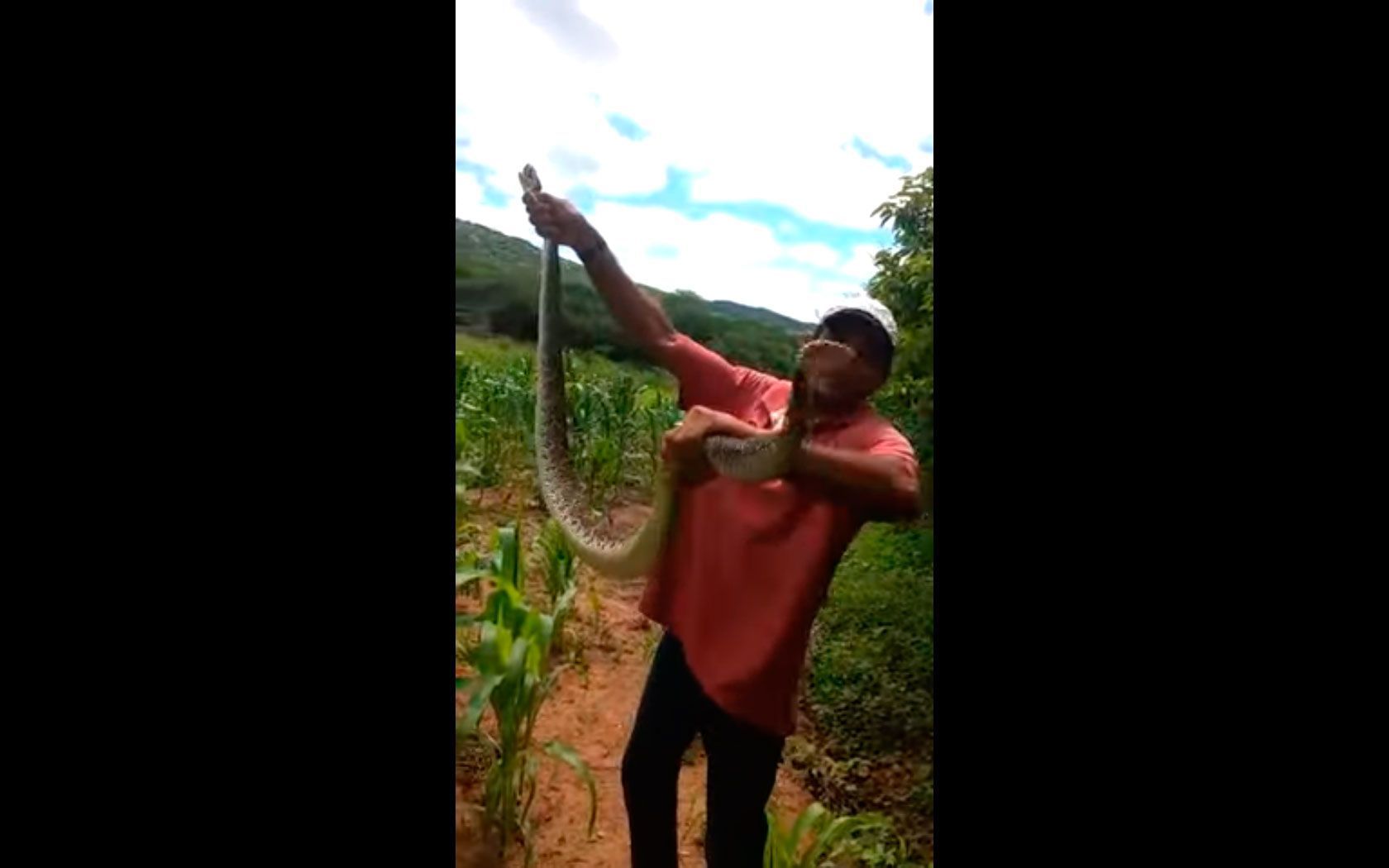 homem segurando cobra cascavel no milharal